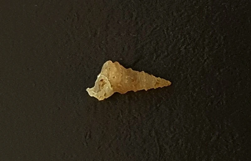 , Vermicularia frisbeyae, Vermicularia frisbeyae