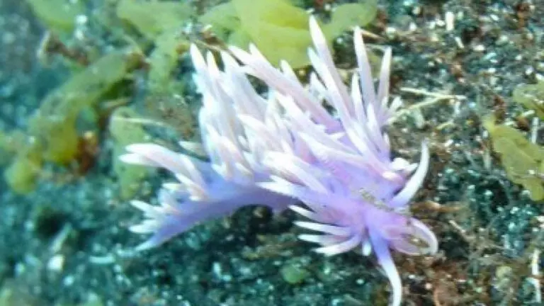 Violette-Fadenschnecke-Flabellina-affinis_schnecken