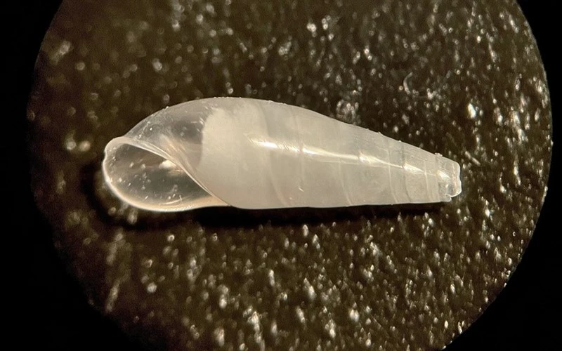 , Vitreolina bermudezi