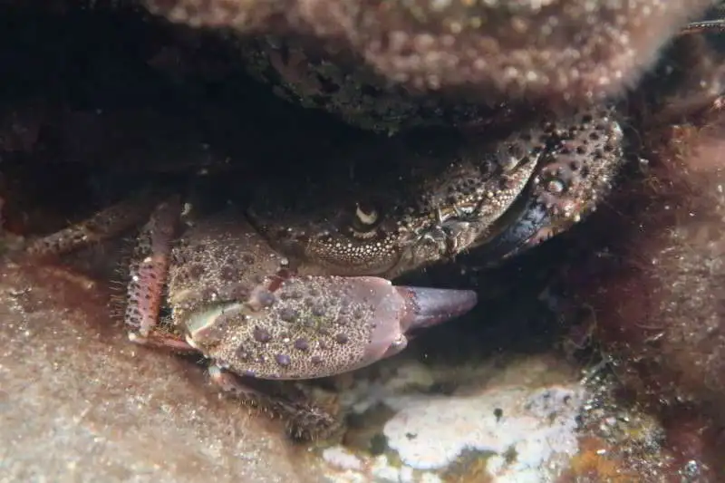 Warty-Crab-Yellow-image-eriphia-verrucosa-Scuba-diving-canary-islands-atlantic-ocean-Mediterranean-Sea-crustaceans-species