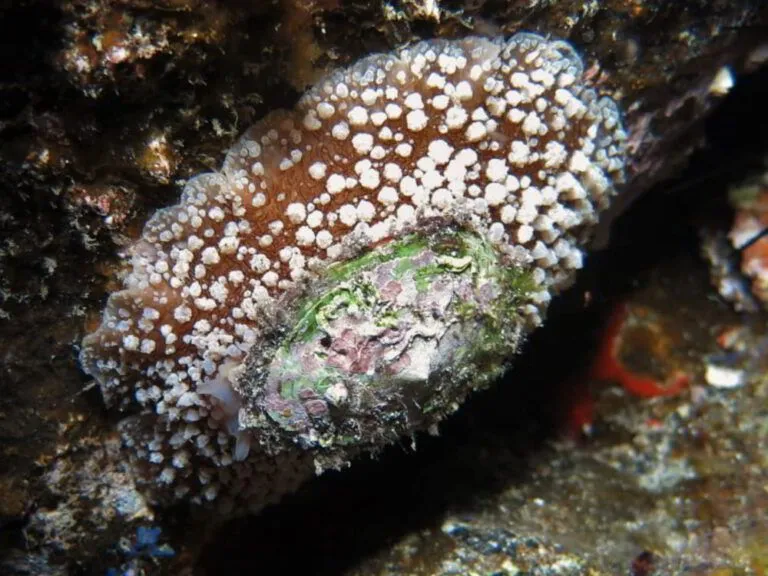 Warty Umbrella Snail – Umbraculum umbraculum