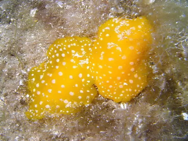 Weißgefleckte Warzenschnecke - Phyllidia flava