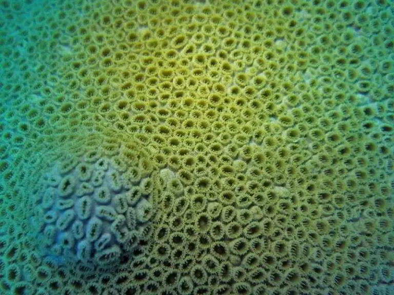 White-Encrusting-Zoanthid-Palythoa-caribaeorum-image-anthozoa-species-scuba-diving-canary-islands-anemone-atlantic-ocean
