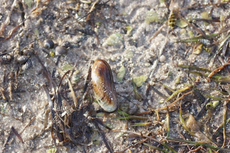 , Xenostrobus inconstans, Xenostrobus inconstans