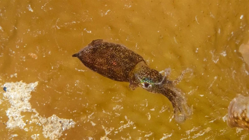 , Southern Pygmy Squid, Xipholeptos notoides