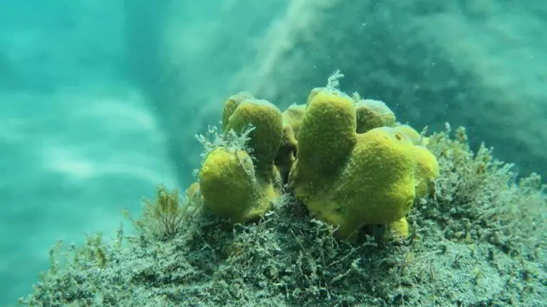 Yellow Tube Sponge – Aplysina aerophoba