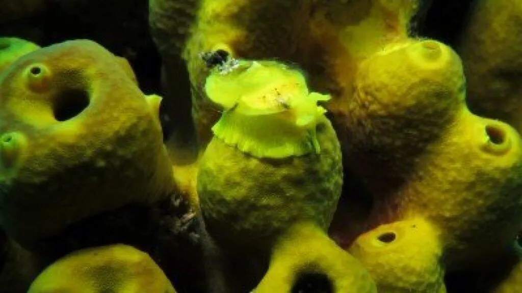 Yellow-Umbrella-Slug-Tylodina-perversa-Gastropoda-diving-canary-islands-atlantic-ocean-canaries-species