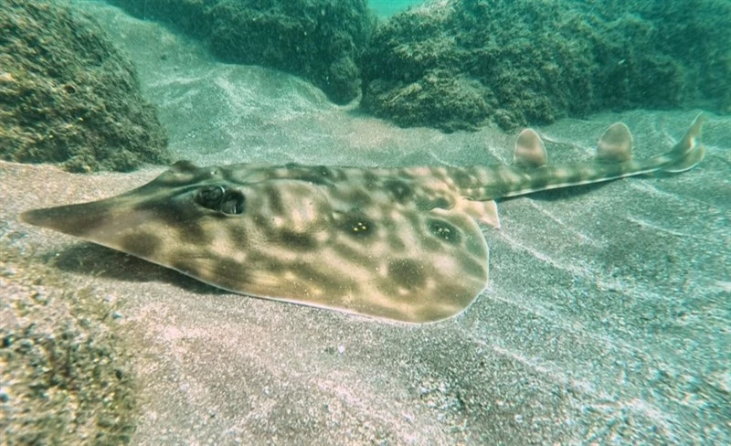 Witch guitarfish, Southern Banded Guitarfish - Zapteryx xyster, Zapteryx xyster