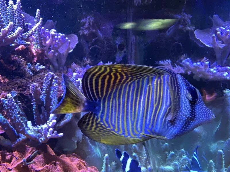 Indian sail-fin surgeonfish, Red Sea Sailfin Tang, Desjardin's Sailfin Tang, Indian Sailfin Surgeonfish, Indian Sailfin Tang, Zebrasoma desjardinii