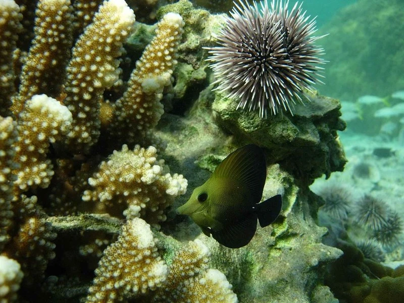 Longnose surgeonfish, Longnose Surgeonfish, Longnose Tang, Zebrasoma rostratum