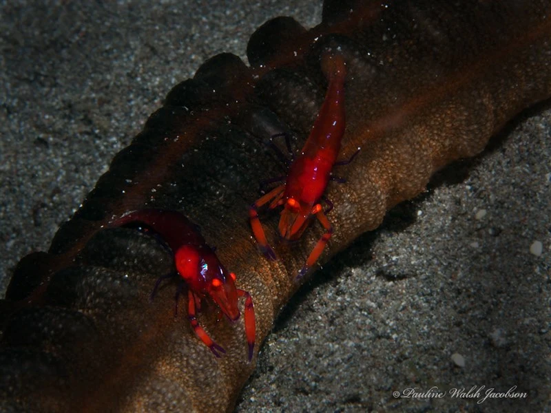 , Emperor Shrimp, Zenopontonia rex