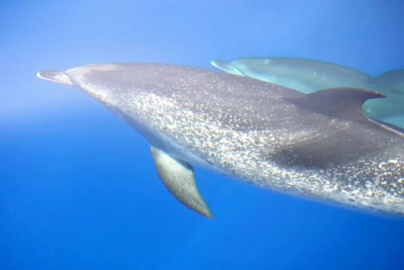 Zügeldelfin-Atlantischer-Fleckendelfin-Stenella-frontalis-Kanarische-inseln-walarten-kanaren-wale-arten-Teneriffa-delfine-Gran-Canaria-Fuerteventura-Lanzarote-Whalewatching-La-Palma-