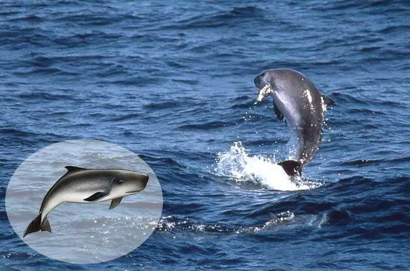 Zwergpottwal-Kogia-breviceps-Kanaren-Whalewatching-Kanarische-Inseln-Teneriffa-Gran-Canaria-Walarten-Fuerteventura-Lanzarote-Wale-Arten-La-Palma-Gomera-El-hierro