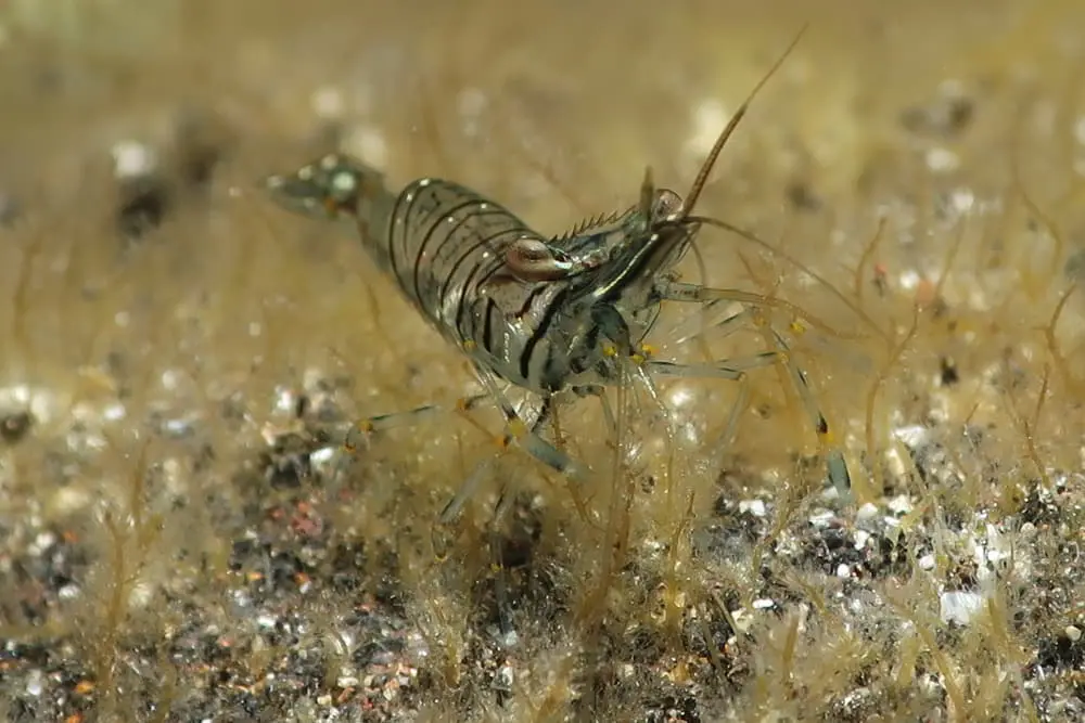 kleine Felsengarnele Palaemon elegans Krebstiere tauchen auf den Kanaren kanarische inseln arten atlantik atlantischer ozean