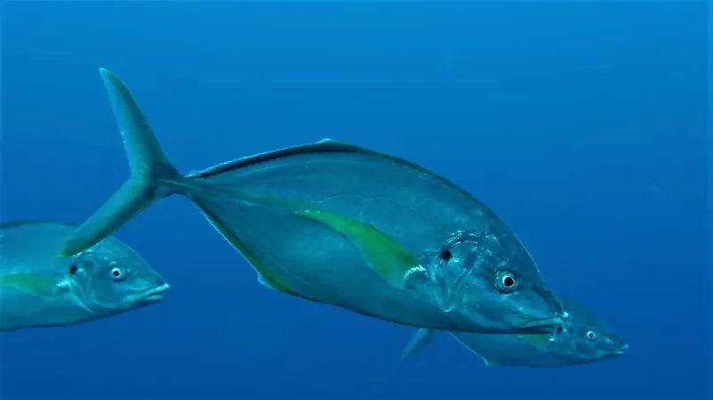 white-trevally-image-photo-Pseudocaranx-dentex-scuba-diving-canary-islands-bony-fish-species-yellow-jack