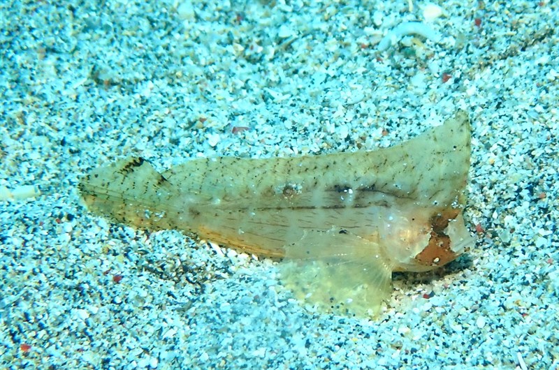 Cockatoo waspfish, Cockatoo Waspfish, Ablabys taenianotus