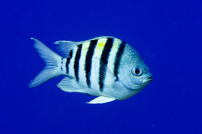 Sergeant-major, Sergeant Major, Pintano, Abudefduf saxatilis