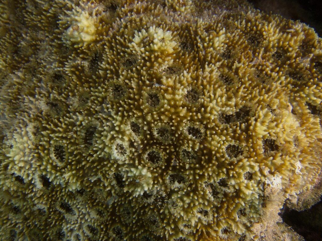 , Purple Bullseye, Acanthastrea echinata