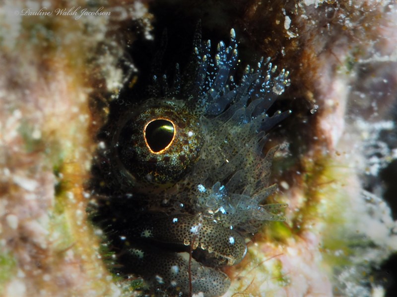 Medusa blenny, Medusa Blenny, Acanthemblemaria medusa