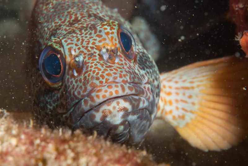 Koester, Common Koester, Koester Rockcod, Acanthistius sebastoides