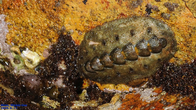 , Acanthochitona defilippii