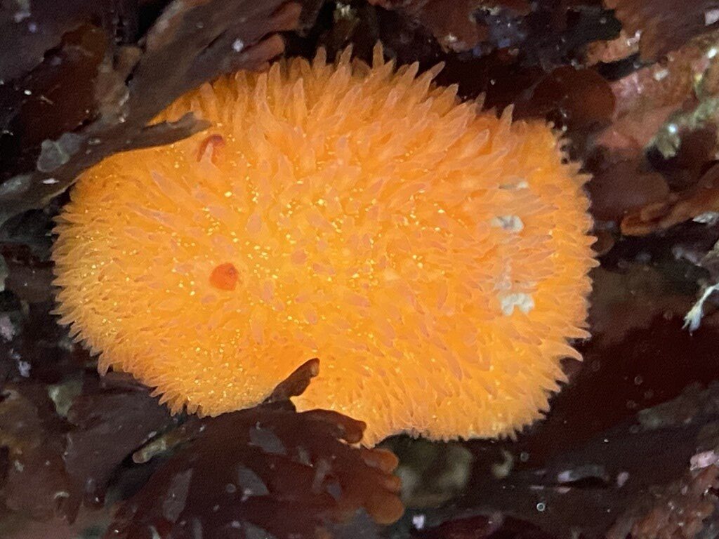 , Orange-peel Doris, Orange-peel Sea Slug, Acanthodoris lutea