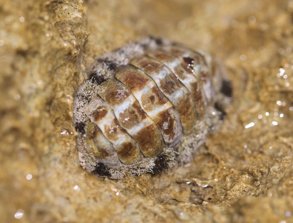 , West Indian Fuzzy Chiton - Acanthopleura granulata, Acanthopleura granulata