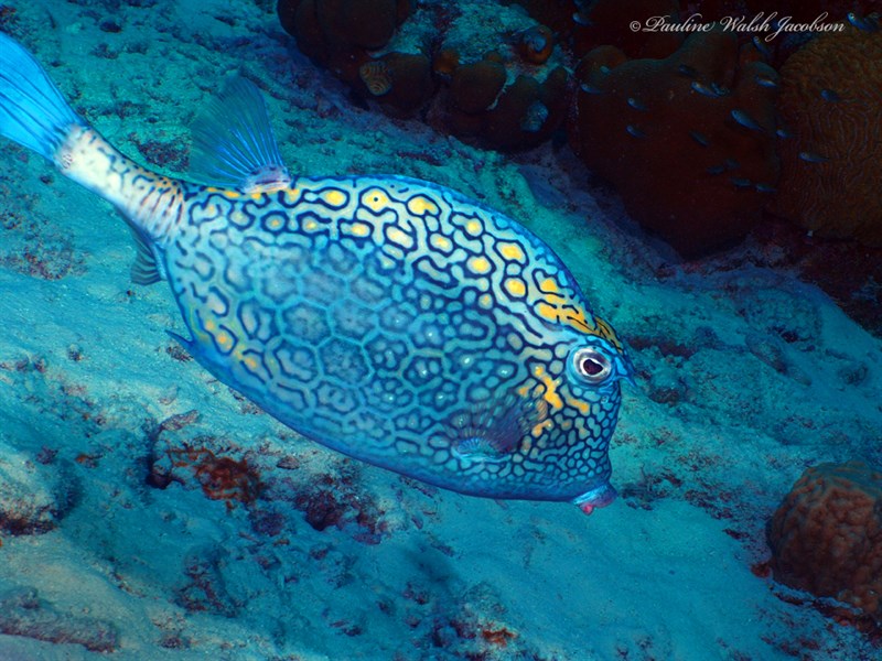 Honeycomb cowfish, Honeycomb Cowfish, Acanthostracion polygonium