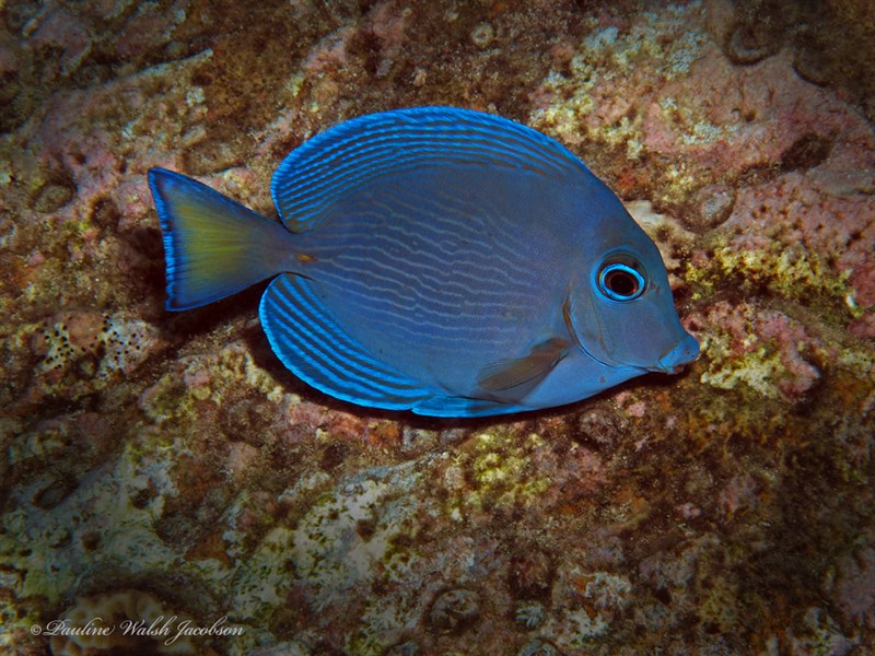 Blue tang surgeonfish, Blue Barber, Blue Doctor, Blue Doctorfish, Blue Tang, Blue Tang Surgeonfish, Yellow Barber, Yellow Doctorfish, Acanthurus coeruleus