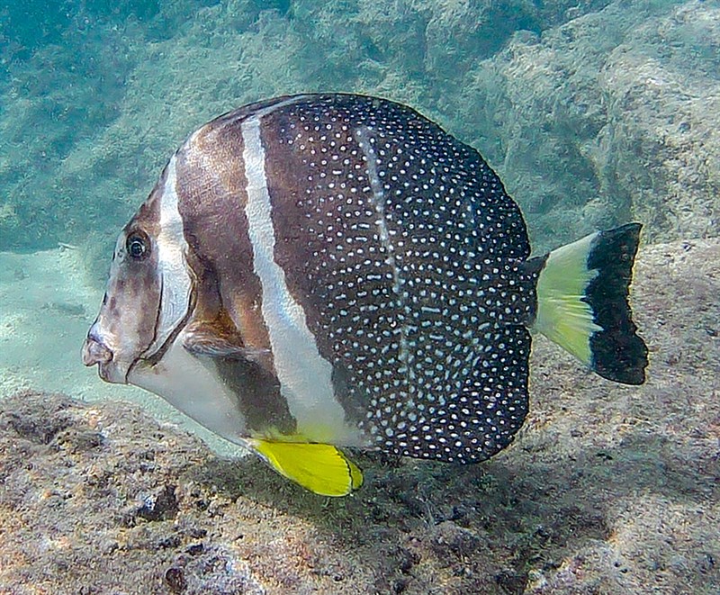 Whitespotted surgeonfish, Spotband Surgeonfish, White-spotted Surgeon, White-spotted Surgeonfish, Acanthurus guttatus