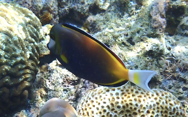 Japan surgeonfish, Japanese Surgeonfish, Powder Black Surgeon, White-nose Surgeonfish, Acanthurus japonicus