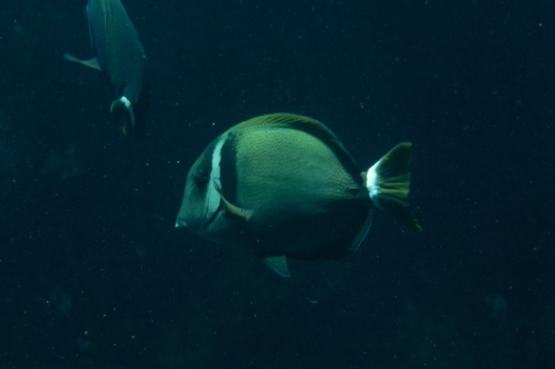 Whitebar surgeonfish, Head-band Surgeonfish, Whitebar Surgeonfish, Acanthurus leucopareius