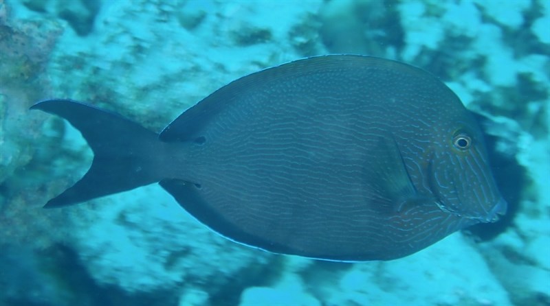 Bluelined surgeonfish, Bluelined Surgeonfish, Acanthurus nigroris