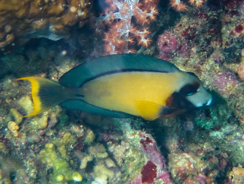 Chocolate surgeonfish, Chocolate Surgeonfish, Mimic Surgeonfish, Orange-gilled Surgeonfish, Pacific Mimic Surgeon, Yellowspot Surgeon, Acanthurus pyroferus