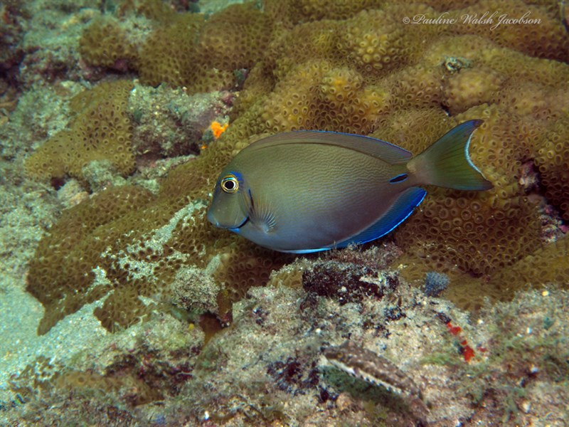 Ocean surgeonfish, , Acanthurus tractus