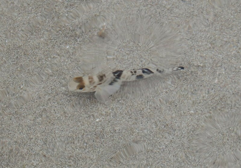 Shadow goby, Shadow Goby - Acentrogobius nebulosus, Acentrogobius nebulosus