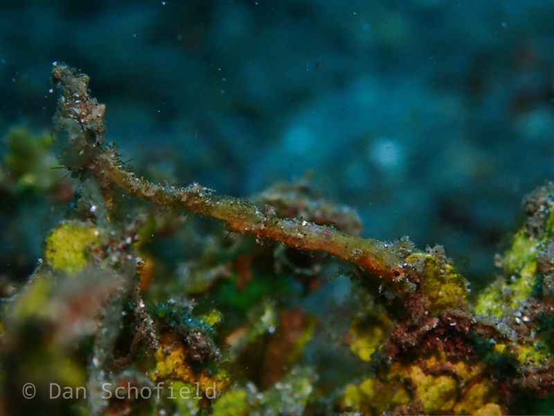 , Short-pouch Pygmy Pipehorse, Acentronura breviperula