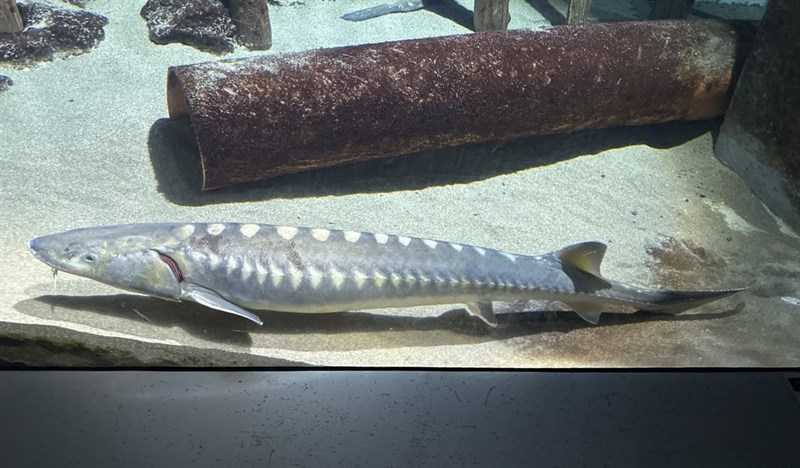 Adriatic sturgeon, , Acipenser naccarii