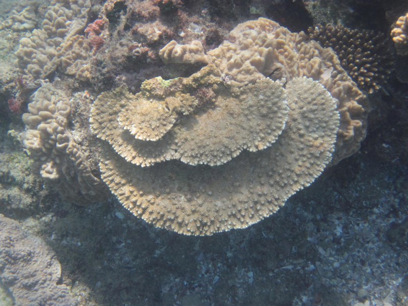 , Stony Coral, Acropora branchi