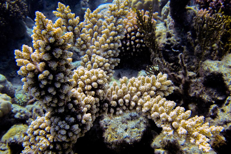 , Florida Acropora, Acropora florida