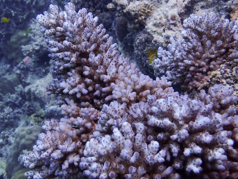 , Acropora Loripes, Acropora loripes