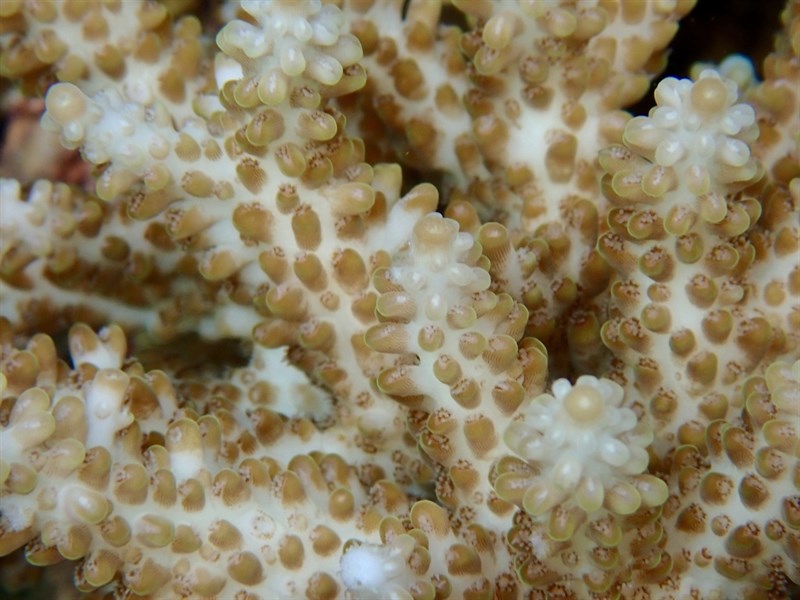 , Strawberry Shortcake Acropora, Acropora microclados