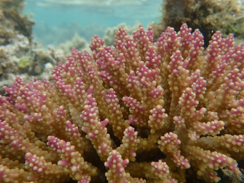 , Purple Tipped Acropora - Acropora secale, Acropora secale