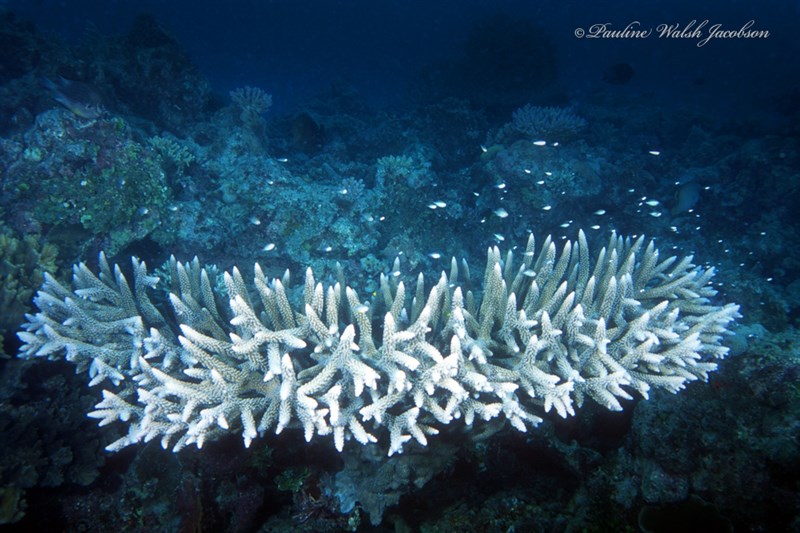 , Stony Corals, Acropora valenciennesi