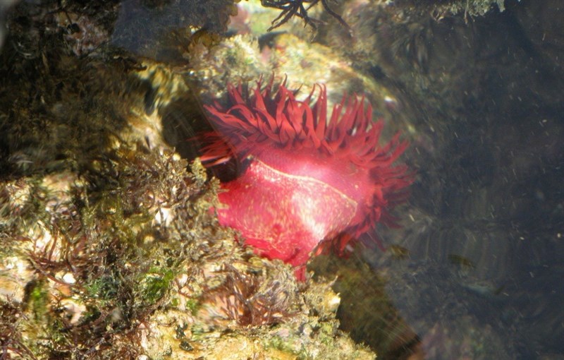 , Actinia tabella