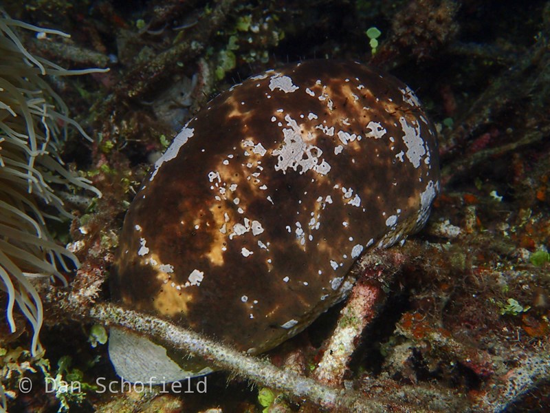 , White-bottomed Sea Cucumber, Actinopyga lecanora