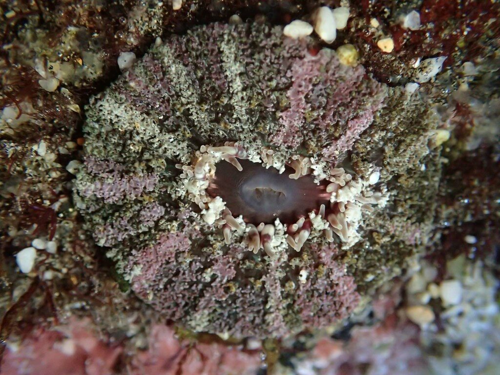 , Sea Anemone, Sand Anemone - Actinostella bradleyi, Actinostella bradleyi