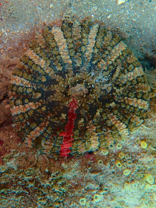 , Collared Sand Anemone, Actinostella flosculifera