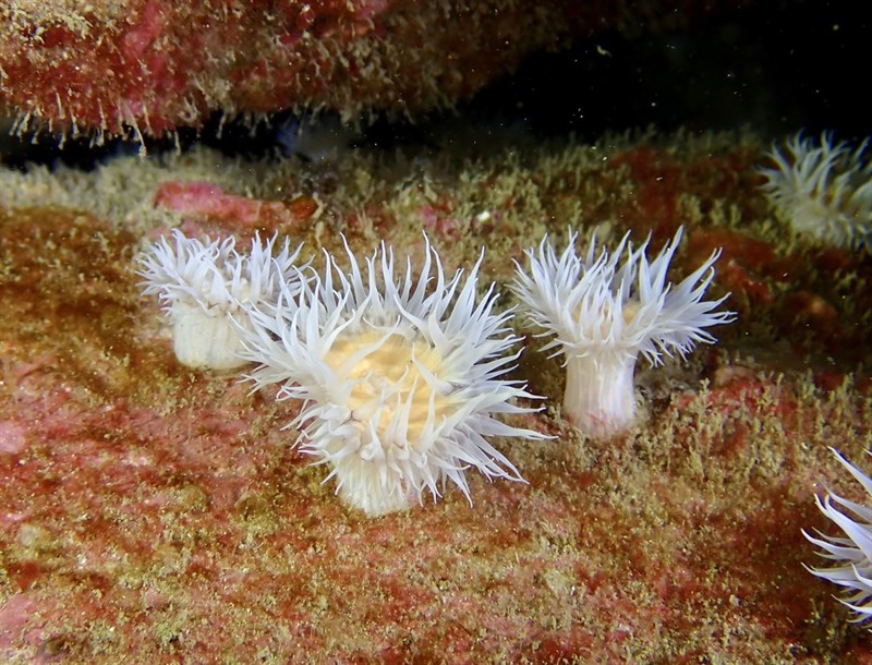 , Sandalled Anemone, Daisy Anemone, Actinothoe sphyrodeta