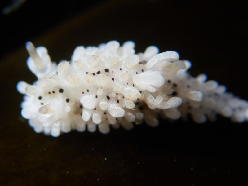 , Salt And Pepper Dorid, Aegires albopunctatus